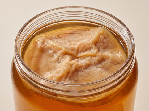 Fermenting kombucha mushroom scoby floating on amber tea liquid in glass jar