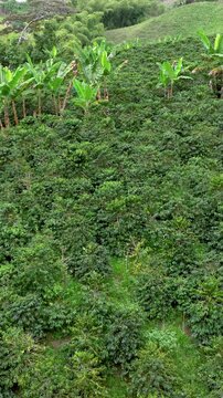 Coffee Plantations Covering Andean Mountain Slopes near Manizales in the Colombian Coffee Region. Establishing Shot. Aerial View. Vertical Video.
