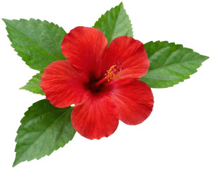 Red hibiscus flower with green leaves on black background. © Santi