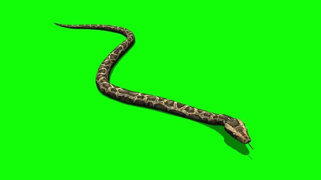 Brown Patterned Snake Slithering on a Bright Green Screen Background for Digital Compositing