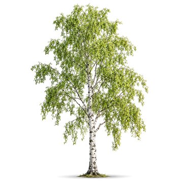 Silver birch tree with green foliage isolated on white background, deciduous tree with white bark, natural plant element for landscape design