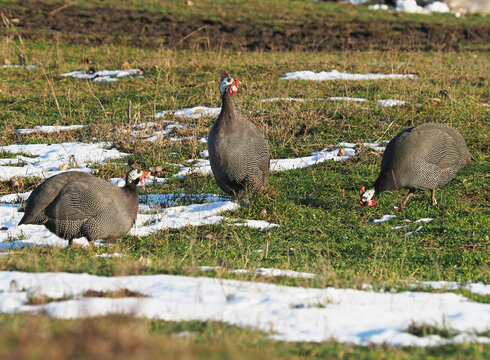 Helmeted Guinea Fowl (Numida meleagris) standing on a grassy meadow in winter