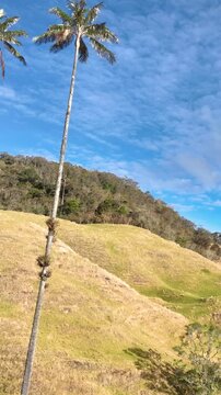 Cocora Valley with Quindio Wax Palms Growing on Andean Mountain Slopes in Colombia. Establishing Shot. Aerial View. Vertical Video.