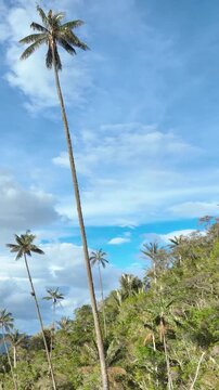 Cocora Valley with Quindio Wax Palms across Green Andean Mountains in Colombia. Establishing Shot. Aerial View. Vertical Video.