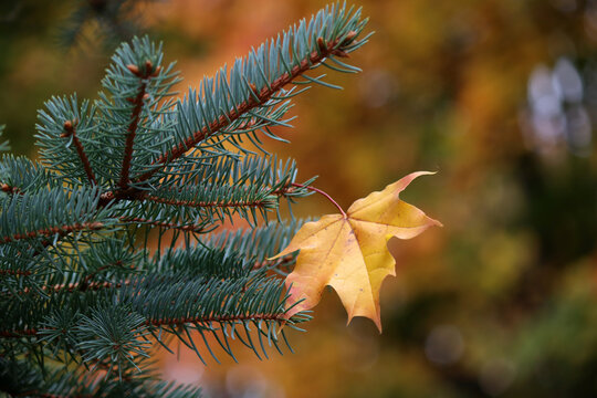 yellow maple leaf hangs on a spruce branch. A close-up of a fallen leaf against the dark, blurred orange background of an autumn forest. beautiful natural background with space for text. Trees. Leaves