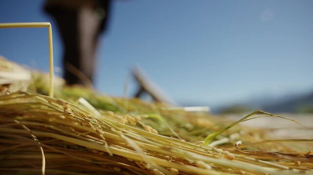 Low angle close up of golden rice straw and loose grains in foreground while blurred farmer swings harvested bundle against clear blue sky during threshing