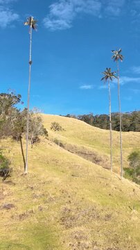 Cocora Valley with Quindio Wax Palms across Green Andean Mountains in Colombia. Establishing Shot. Aerial View. Vertical Video.