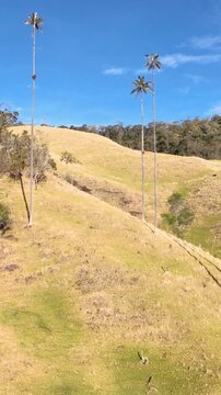 Cocora Valley Tall Wax Palm Trees Rising against Blue Sky near Salento, Colombia. Aerial View. Vertical Video.