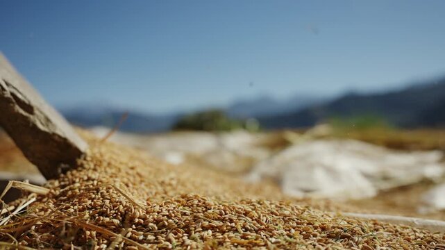 Freshly threshed golden rice grains piling up as loose straw falls from above, ground level close up on plastic sheet with blurred Himalayan hills behind