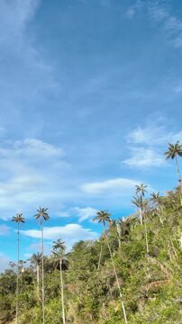 Cocora Valley Tall Wax Palm Trees Rising against Blue Sky near Salento, Colombia. Aerial View. Vertical Video.