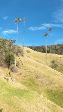 Cocora Valley Giant Quindio Wax Palms Towering above Andean Forest in Colombia. Establishing Shot. Aerial View. Vertical Video.