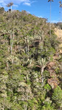Cocora Valley with Tall Colombian Wax Palms and Mountain Forest near Salento, Colombia. Aerial View. Vertical Video.