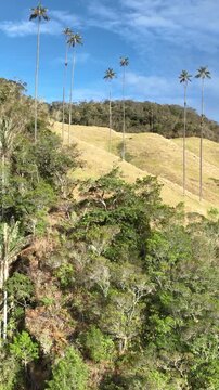 Quindio Wax Palm Ceroxylon quindiuense with Extremely Tall Slender Trunks and Crown of Pinnate Leaves. Establishing Shot. Aerial View. Vertical Video.