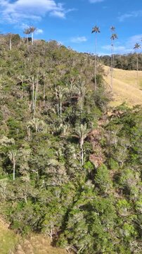 Cocora Valley with Tall Colombian Wax Palms and Mountain Forest near Salento, Colombia. Aerial View. Vertical Video.