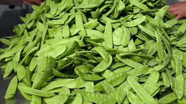 Hands sort fresh green pea pods in a pile. Workers handle vibrant, crisp produce. Ideal for food production, farming, or healthy eating content. Pea pods appear plump, fresh, and ready for use