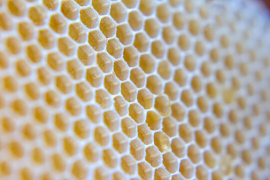 Honeycomb structure created by bees in a hive during the summer