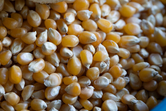 Macro close up of dried yellow corn kernels for popcorn