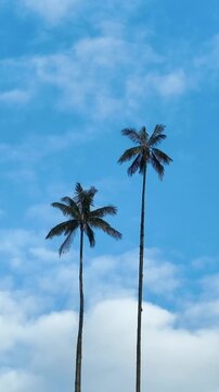 Cocora Valley with Quindio Wax Palms across Green Andean Mountains in Colombia. Establishing Shot. Aerial View. Vertical Video.
