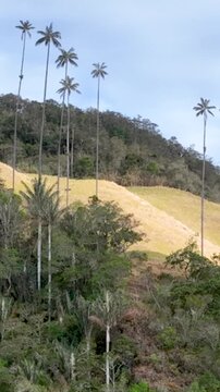 Cocora Valley Giant Quindio Wax Palms Towering above Andean Forest in Colombia. Establishing Shot. Aerial View. Vertical Video.