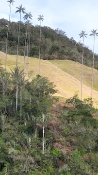 Cocora Valley Giant Quindio Wax Palms Towering above Andean Forest in Colombia. Establishing Shot. Aerial View. Vertical Video.