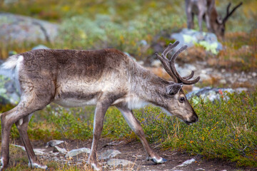 Reindeer walks through green landscape in Norway during daytime © photosaint