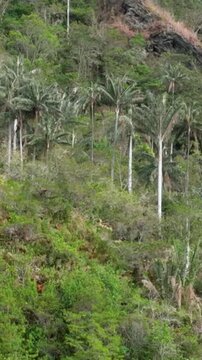Cocora Valley with Tall Colombian Wax Palms and Mountain Forest near Salento, Colombia. Aerial View. Vertical Video.