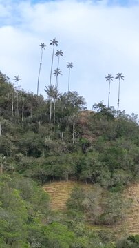 Cocora Valley with Tall Colombian Wax Palms and Mountain Forest near Salento, Colombia. Aerial View. Vertical Video.