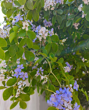 Fresh blossom of roughbark lignum vitae, Guaiacum officinale with gentle violet blue flowers and green leaves on tree branch in outdoor park. Tropical botanical garden flora, ornamental shrub closeup