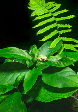 Cute small tree frog sleeping and camouflaging on lush green leaves of tropical exotic plant beneath fern in moist terrarium. Wildlife animal biology, rainforest amphibian habitat indoors. Photo