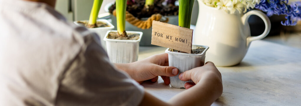Banner. Little cute boy doing a surprise present for his mother for a birthday, Mother's Day, women's day, March 8th, planting bulbous hyacinth in a cup, putting a craft postcard saying for my mom