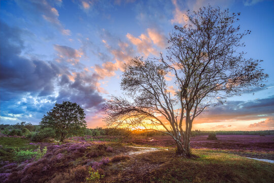 Golden hour paints the heather fields with twilight's gentle glow.