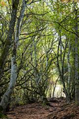 Fototapeta premium Narrow forest path winds between tall tree trunks covered with fallen autumn leaves. A peaceful woodland hiking trail concept invites exploration through quiet natural scenery.