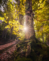 Naklejka premium Beech Tree with Sunburst in Monte Amiata Forest Tuscany