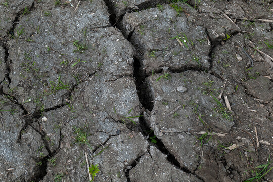 Dried Earth Reveals Cracks and Life in a Parched Landscape Under the Sun, Showcasing Nature's Resilience Amidst Drought Conditions