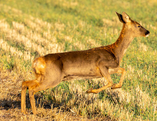 Roe deer in Golden hour. English farm scene in Avebury Wiltshire. © Robert Parker