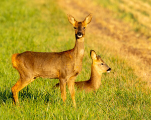 Roe deer in Golden hour. English farm scene in Avebury Wiltshire. © Robert Parker