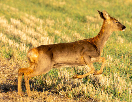 Roe deer in Golden hour. English farm scene in Avebury Wiltshire.