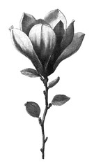 Fototapeta premium PNG Vintage black and white magnolia flower illustration on white