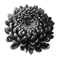Fototapeta premium PNG Intricate black and white chrysanthemum illustration