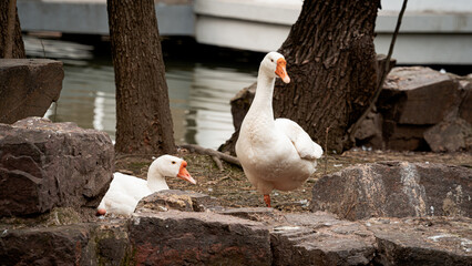Goose couple standing on the grounds at a local park in Suzhou, China © TK