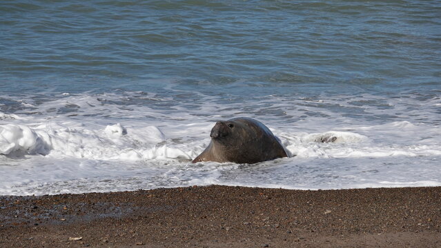 Male Sea Elefant on the beach at Isla Escondida, Puerto Madryn, Patagonia, Argentina