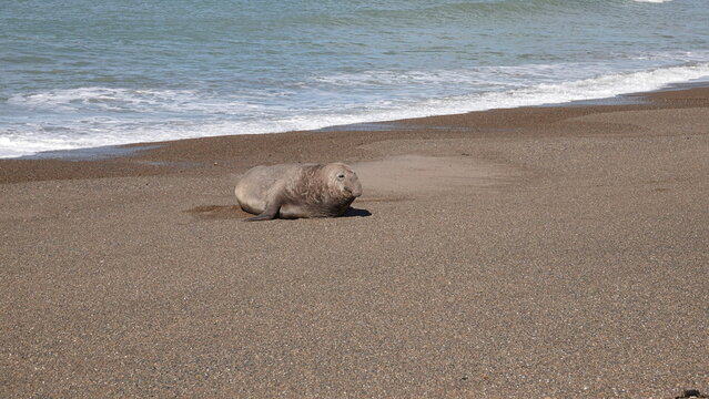 Male Sea Elefant on the beach at Isla Escondida, Puerto Madryn, Patagonia, Argentina