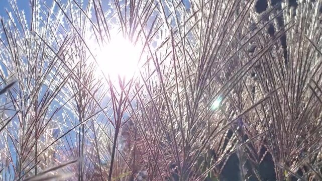 Sunlight Gleaming Through Tall Ornamental Grass Plumes in Autumn