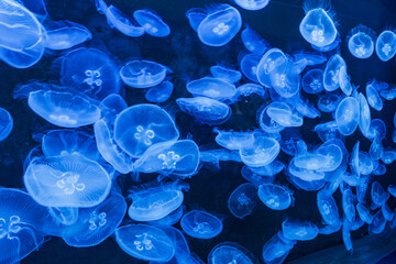 a group of jellyfish drifting freely in the blue water © @dsokol66