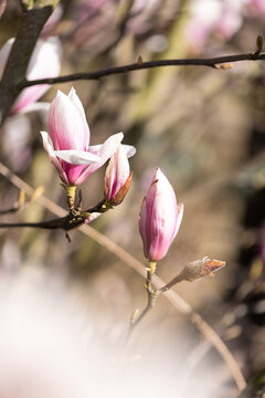 Close-up of pink magnolia flower buds blooming in spring