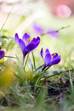 Beautiful purple crocus flowers blooming in spring garden meadow