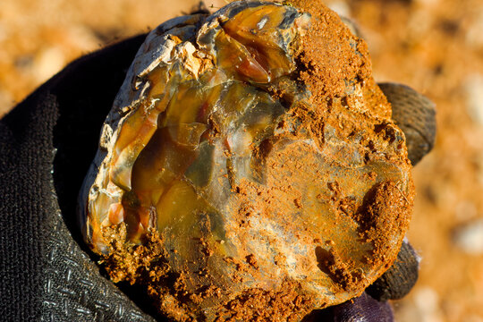 Vibrant chert specimen with unique banded patterns and rough earthy texture held in a hand during an outdoor rockhounding adventure, detailed geological mineral find closeup