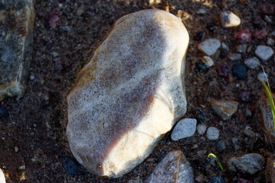 Smooth quartzite pebble resting on textured sandy ground, natural sunlit stone surface showing intricate mineral patterns captured during a peaceful rockhounding session