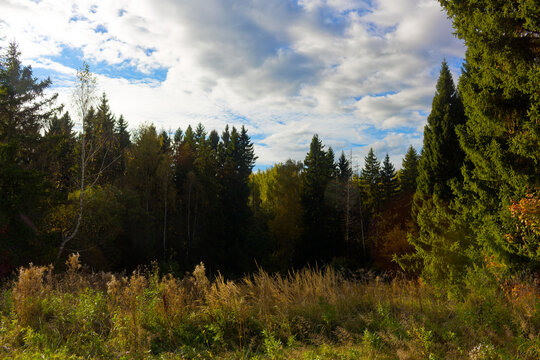 Vibrant autumn glade framed by lush emerald firs and golden grasses under a dramatic, cloud-filled blue sky, glowing naturally