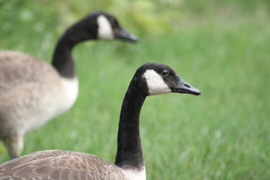 Canada Geese settled in a field at Cox Hall Creek Wildlife Management Area